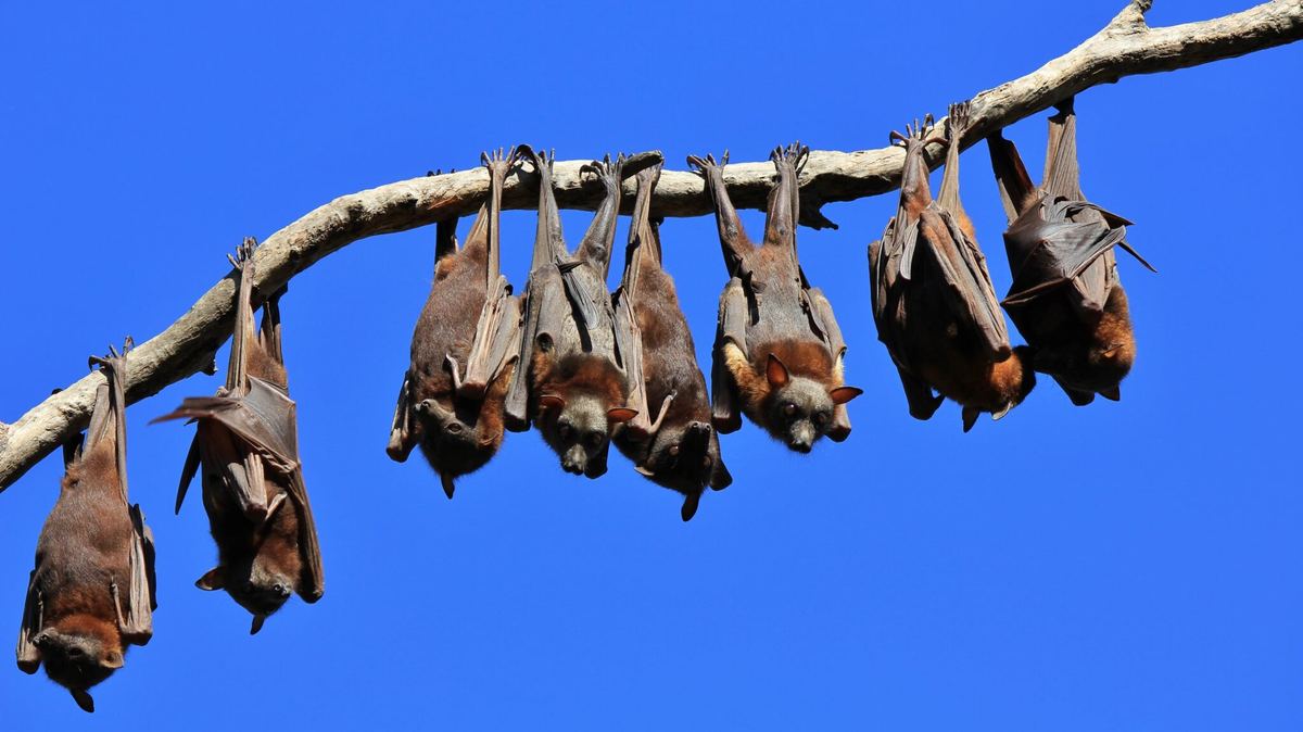 Rabid Bats in Los Angeles Break Record: 76 Confirmed, Residents Warned