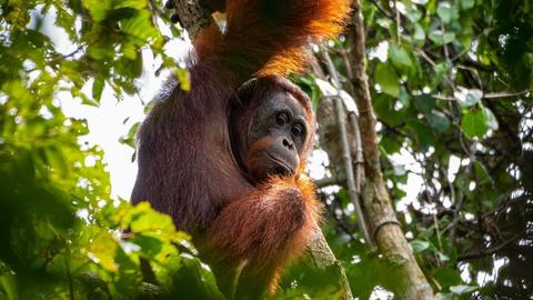 Orangotango Desorientado em Área Queimada É Resgatado em Bornéu