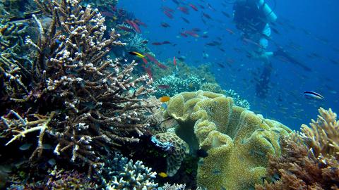 Raja Ampat Papua, Surga Bawah Laut Terbaik Dunia