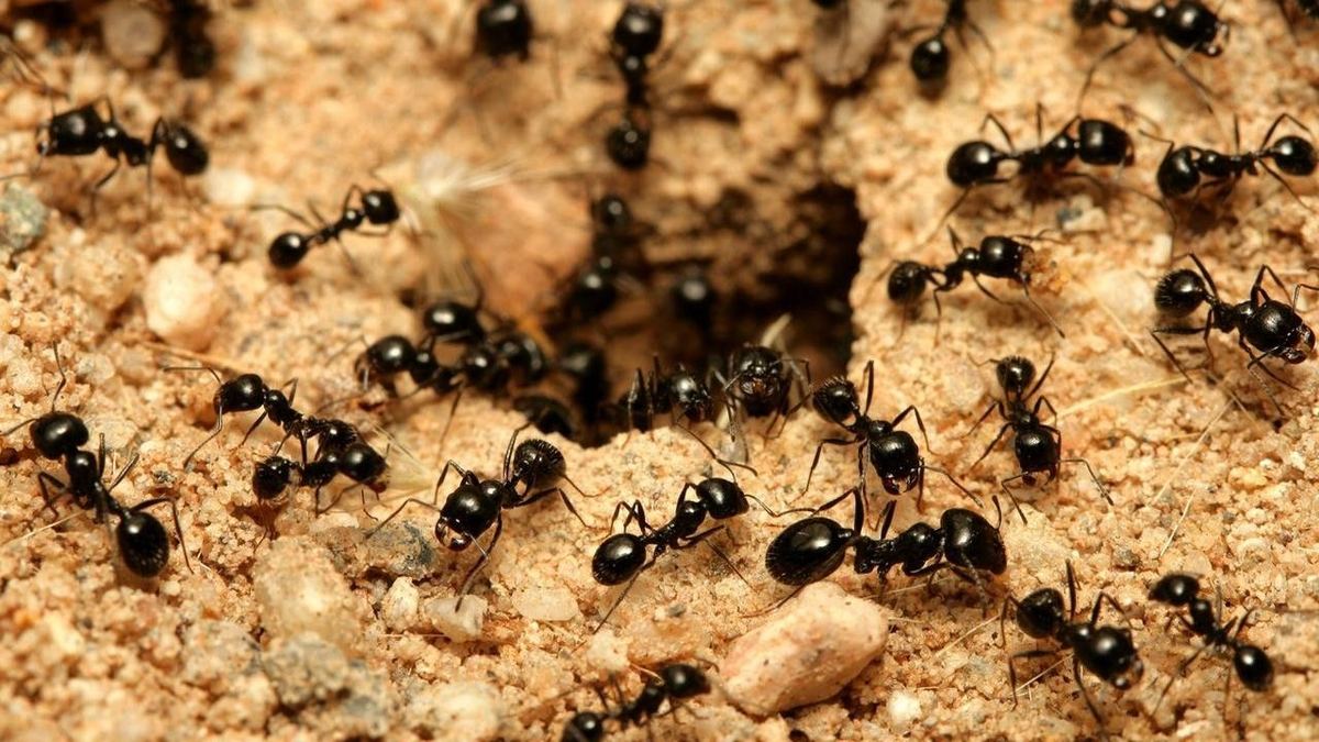 Cara Mengusir Semut dan Kecoa di Rumah dengan Bahan Alami