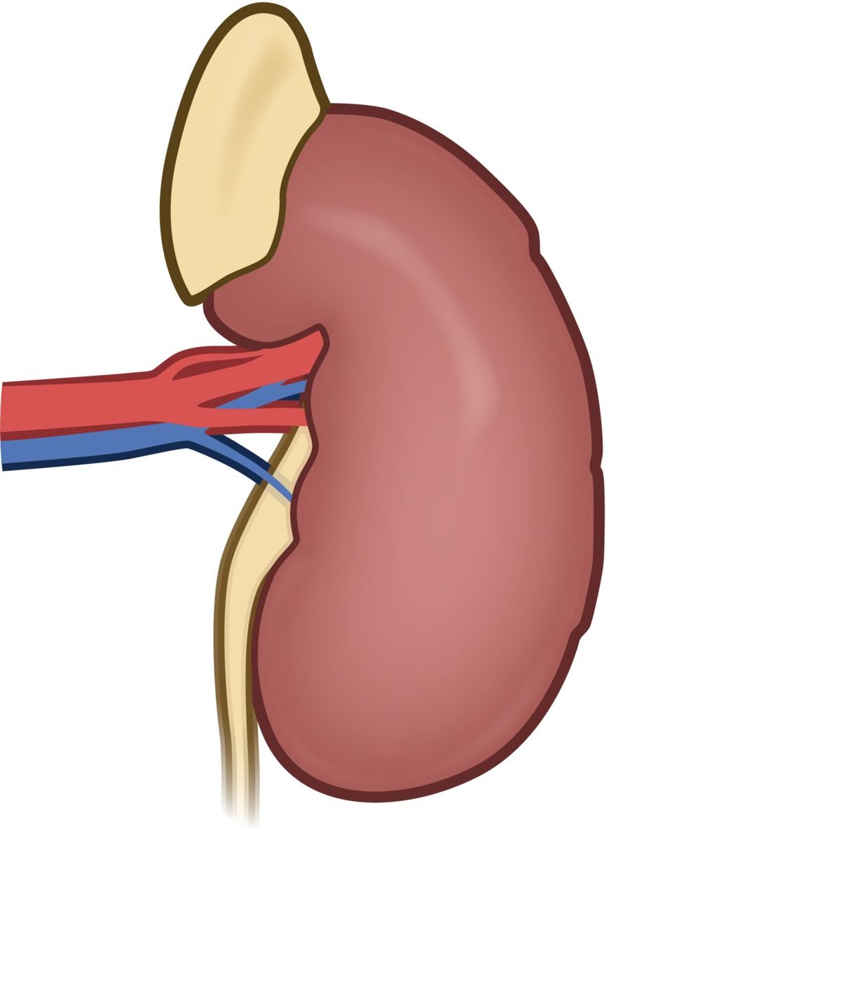 Kidney Trouble Signs That Are Often Missed