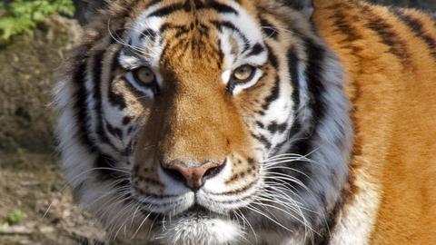 Durch Tiger getötet: Opfer aus Yorkshire litt an einer psychischen…